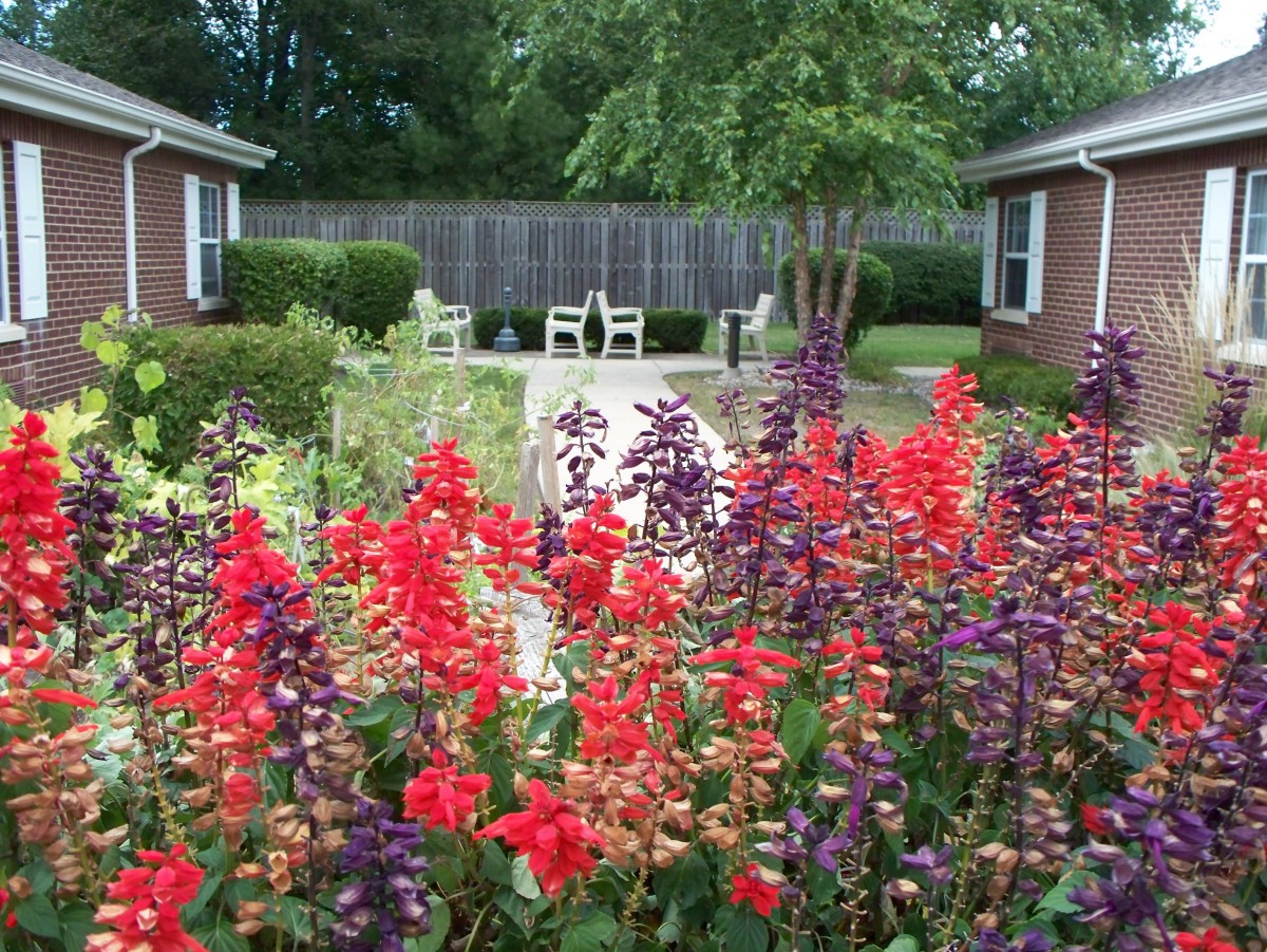 A vibrant garden courtyard with a variety of colorful flowers in bloom.