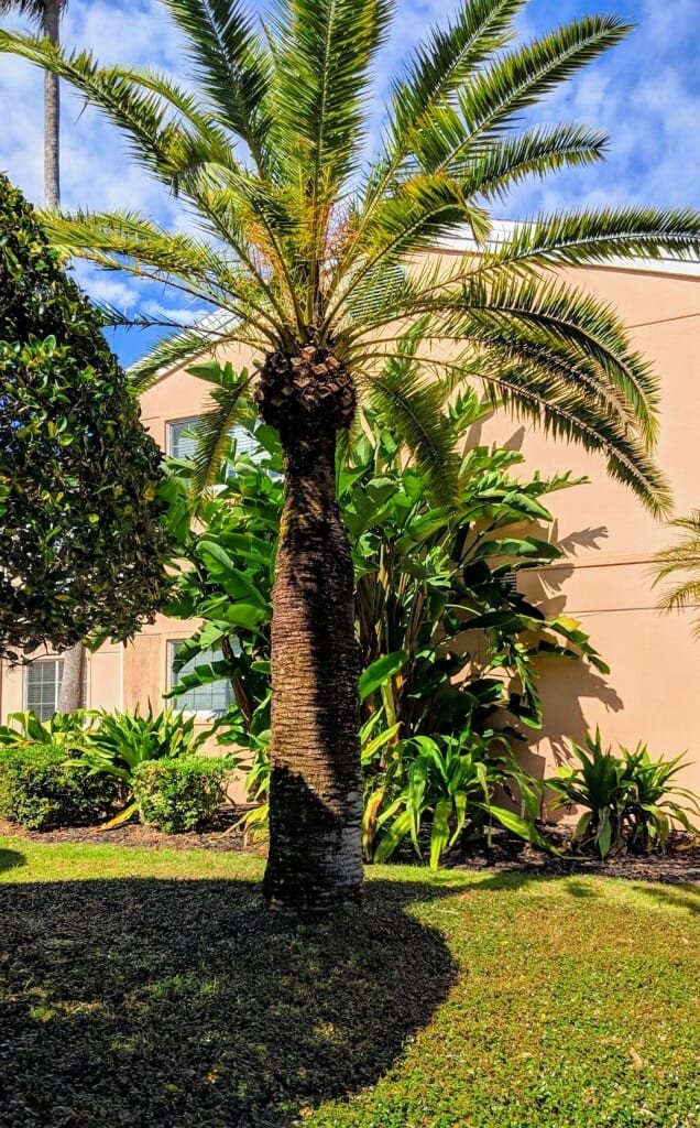A palm tree stands tall in front of a building surrounded by lush greenery on a sunny day.