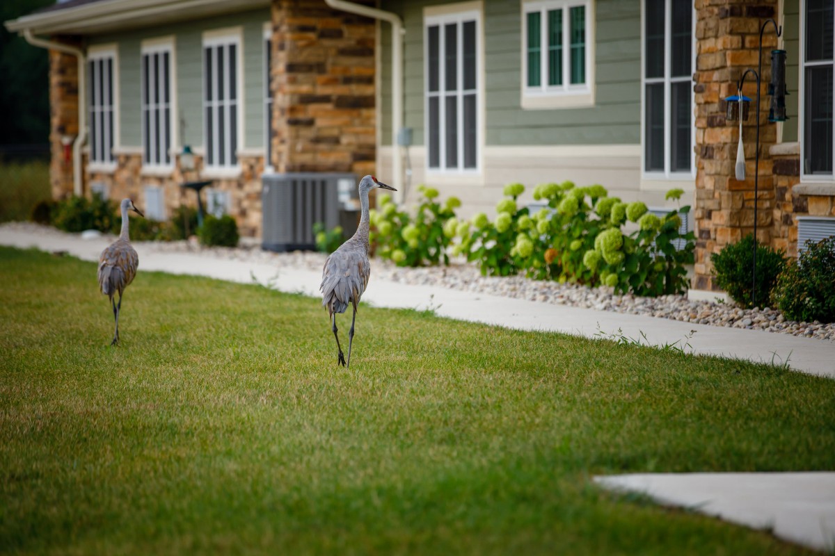 A heron walking on a lawn in a residential backyard.