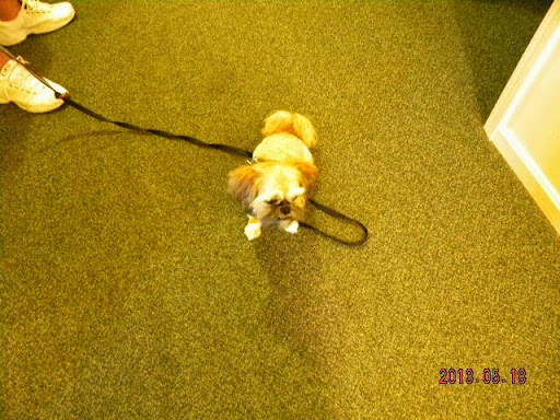A small dog with a fluffy coat is sitting on the carpet, looking up curiously while tethered by a leash.