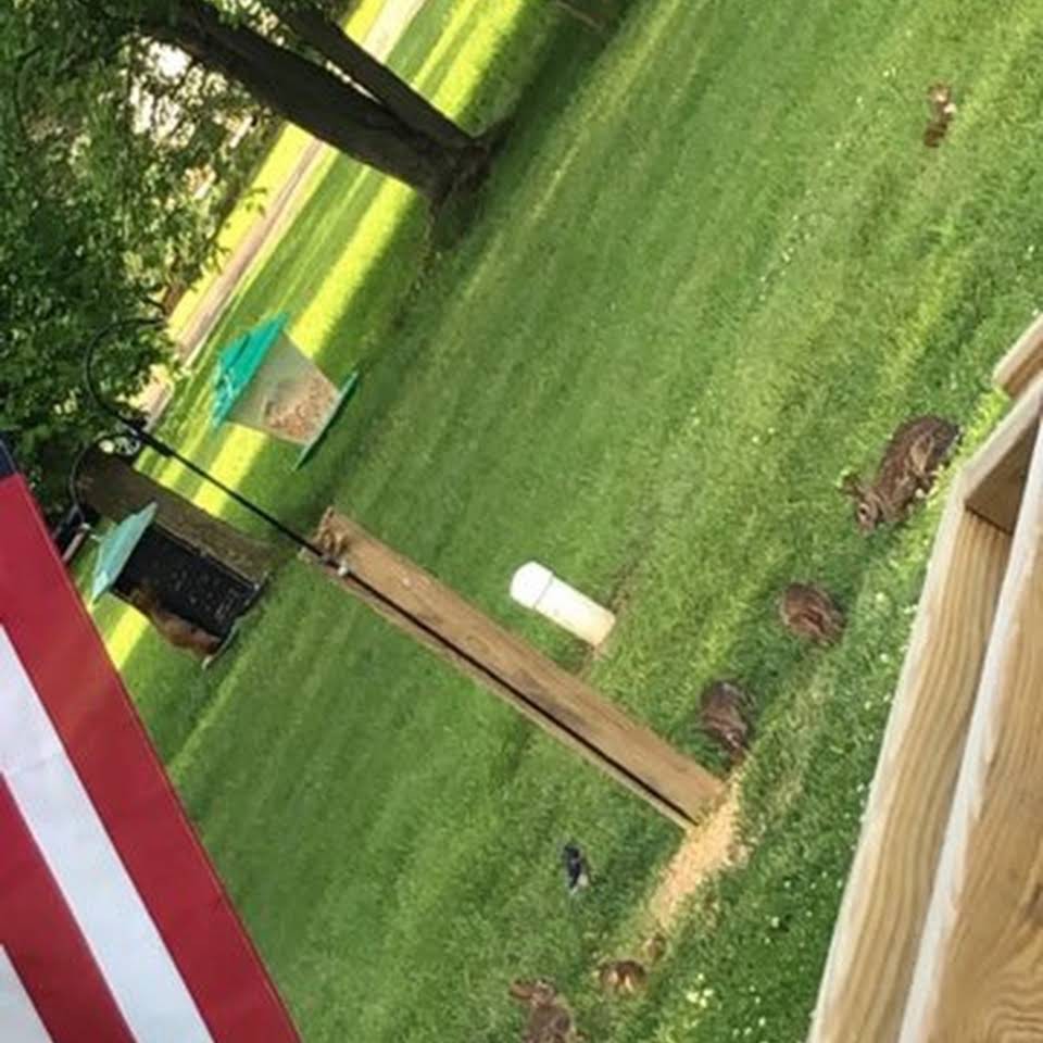 A peaceful garden scene with an American flag, birds near a feeder, and lush green grass surrounded by trees.