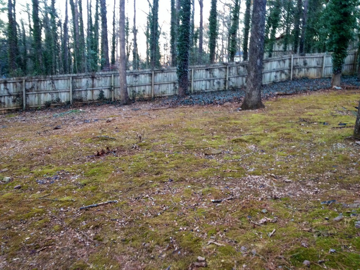 A grassy backyard area bordered by a wooden fence and surrounded by tall trees.