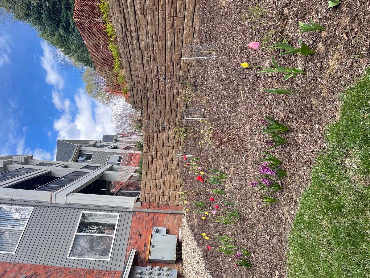 A residential garden with blooming flowers and mulch on a sunny day.