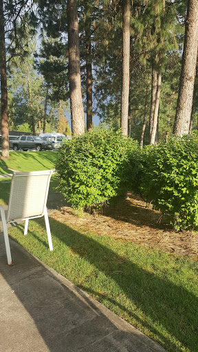 A serene outdoor scene featuring a white chair beside lush green bushes and tall trees.