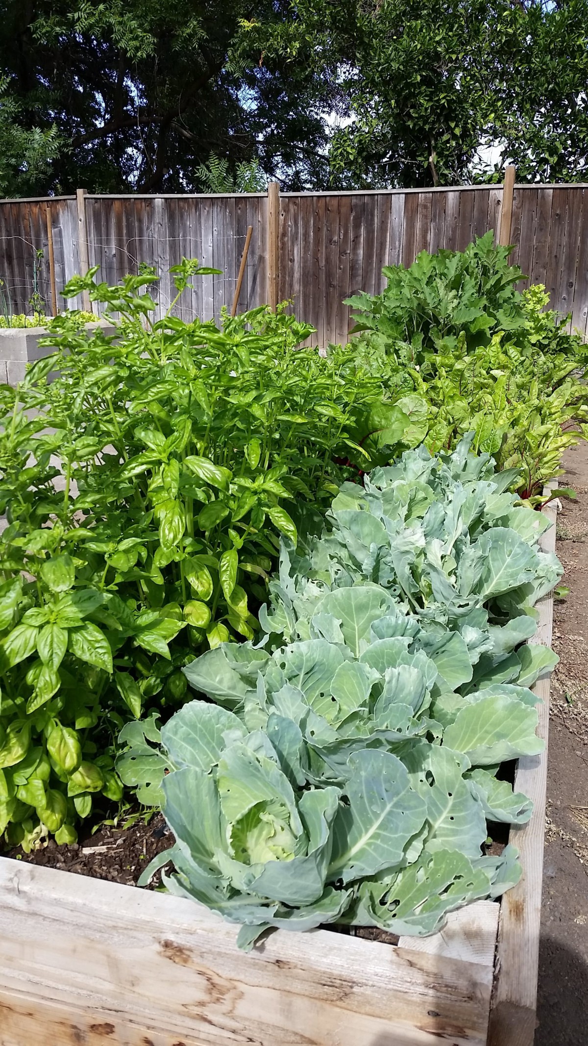 A flourishing raised garden bed with a variety of leafy greens and herbs.
