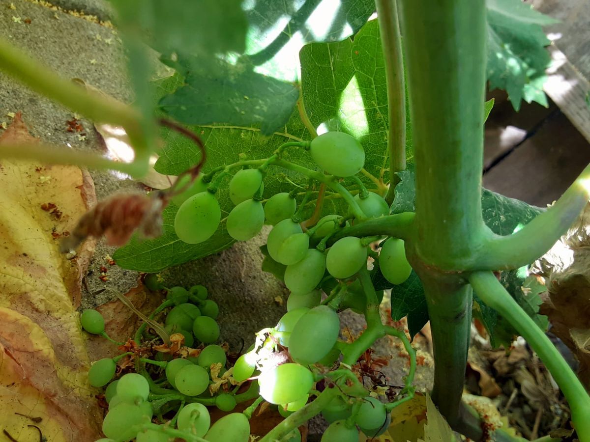A bunch of green grapes growing on a vine.