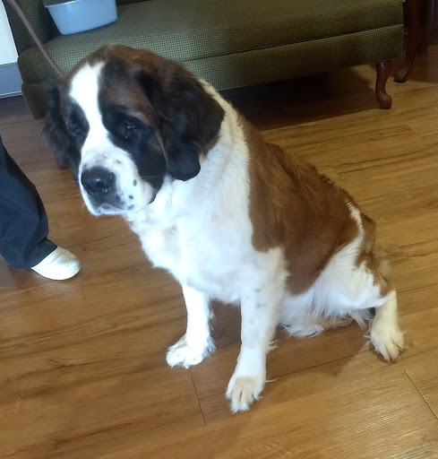 A gentle Saint Bernard sitting indoors, enjoying the comfort of home.