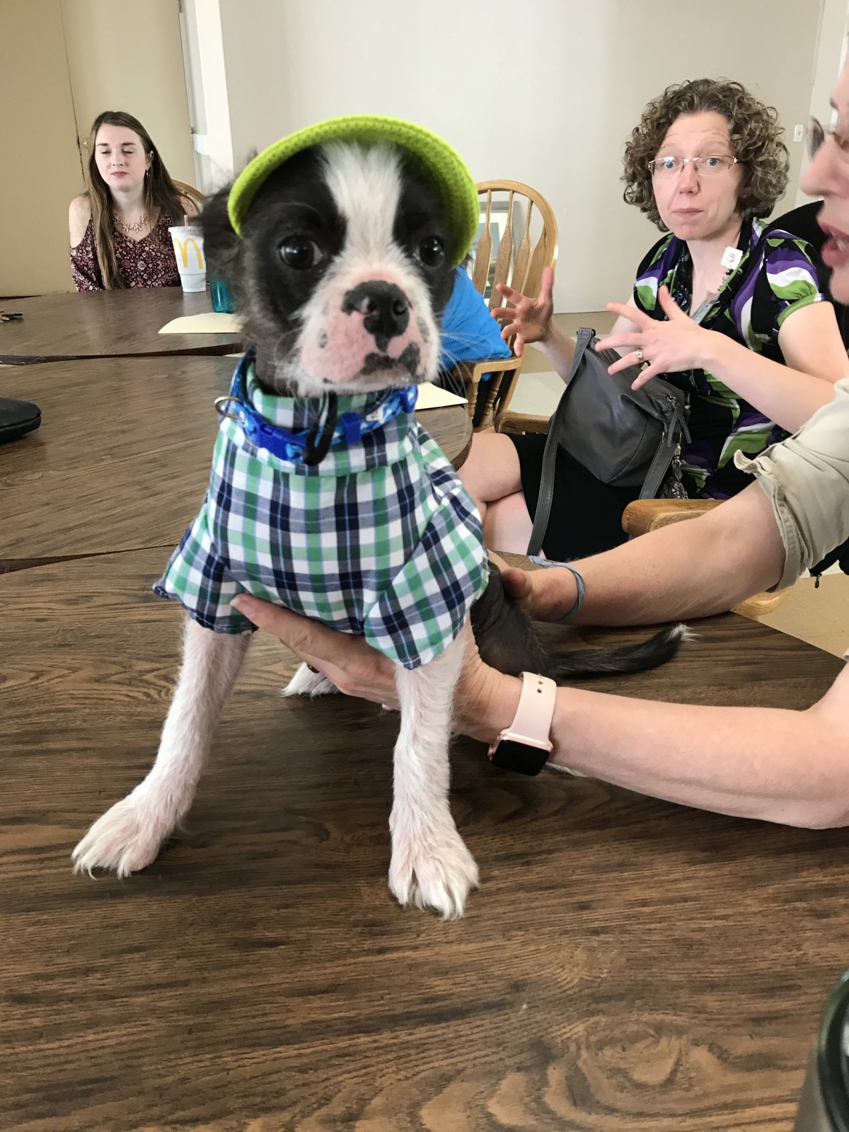 A cute puppy dressed in a plaid shirt and cap, being held by people around a table.