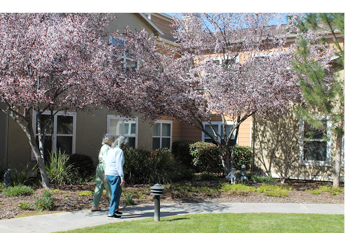 Two individuals enjoy a walk through a blooming cherry blossom area on a sunny day.