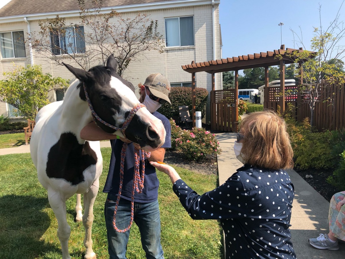 A person feeding a horse outdoors on a sunny day.