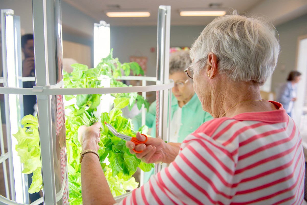Elderly individuals tending to indoor hydroponic lettuces.