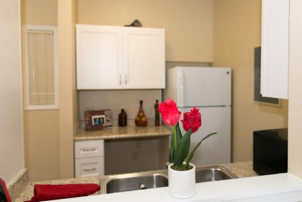 A cozy kitchen with white cabinets and a potted plant on the countertop.