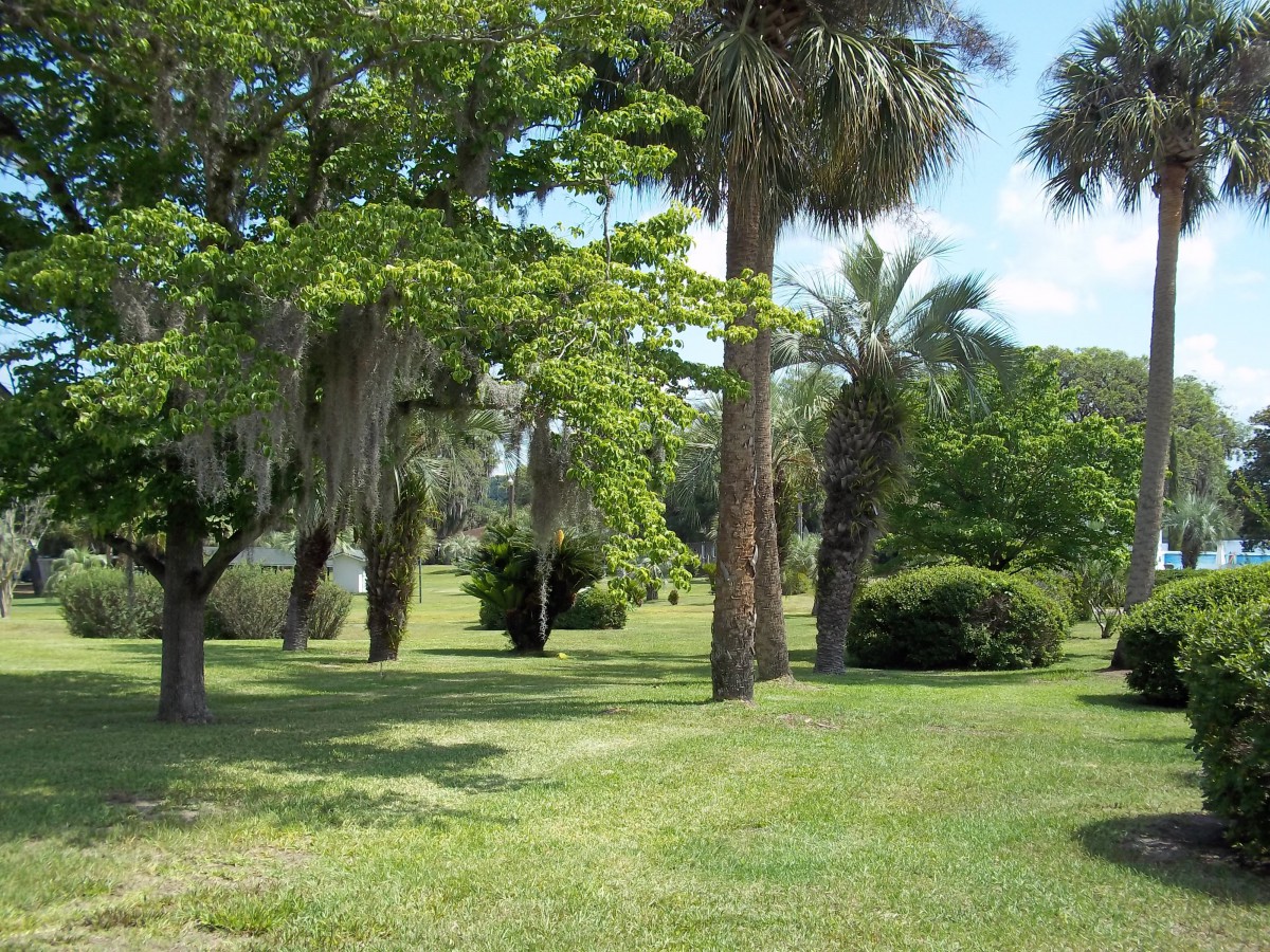 Park of the Palms