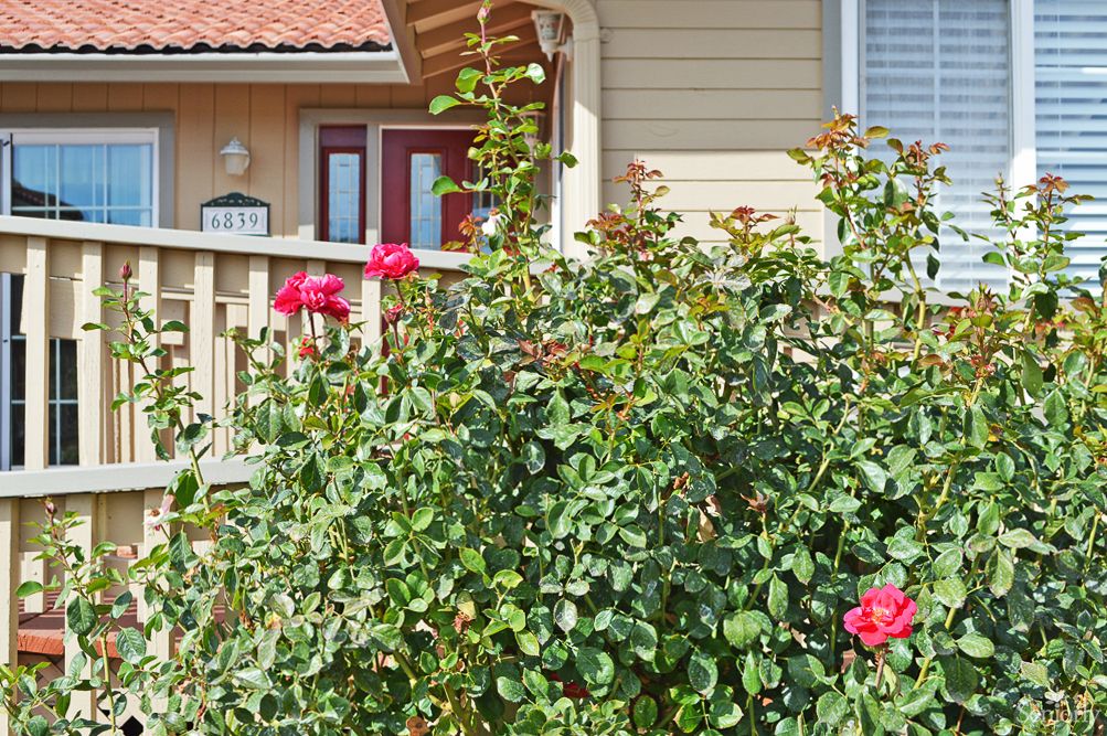 A charming house with a blooming rose garden in front.