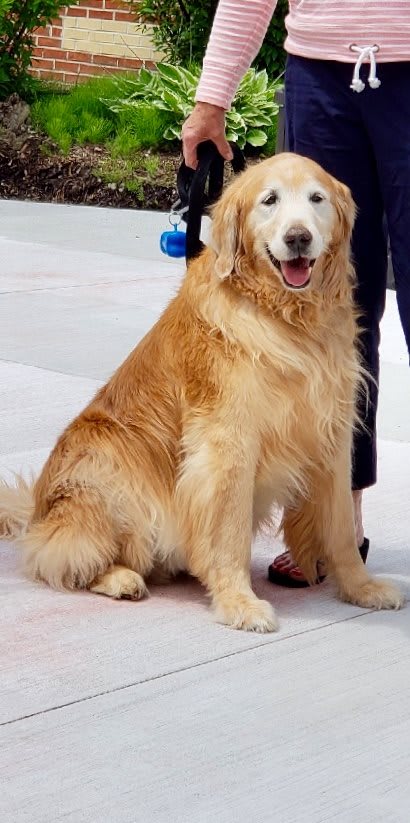 A Golden Retriever sitting on a surface.