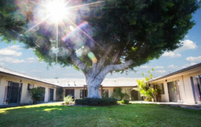 A large tree stands in the center of a courtyard surrounded by buildings, with sunlight streaming through the branches.