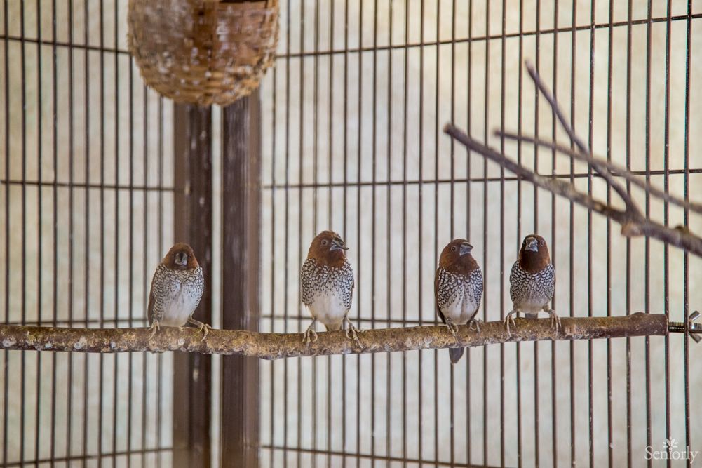 A group of zebra finches perched inside a cage, with a nest visible nearby.