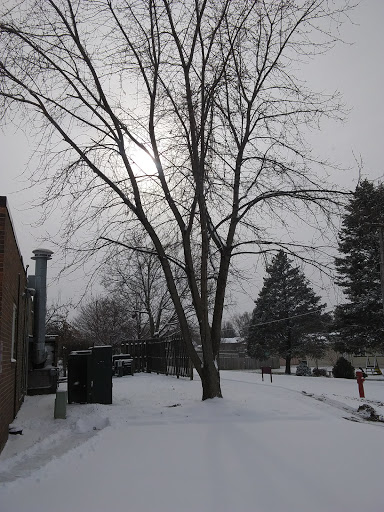 A serene winter scene with a bare tree standing amidst freshly fallen snow under a cloudy sky.