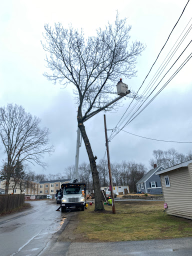 A worker in a bucket is trimming a tree near power lines on a cloudy day.