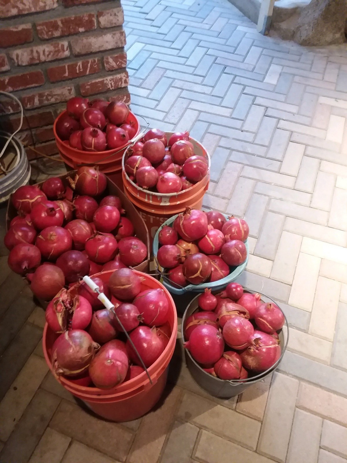 Buckets filled with freshly harvested pomegranates.