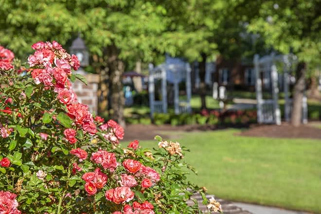 A beautiful garden with blooming roses and green surroundings in a park setting.