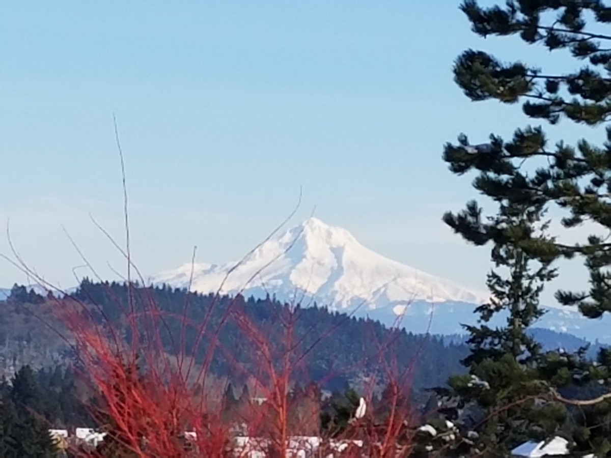 A snow-capped mountain peak under a clear blue sky, framed by trees.