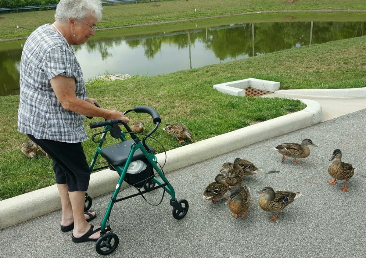An elderly woman using a walker interacts with a group of ducks by a pond.