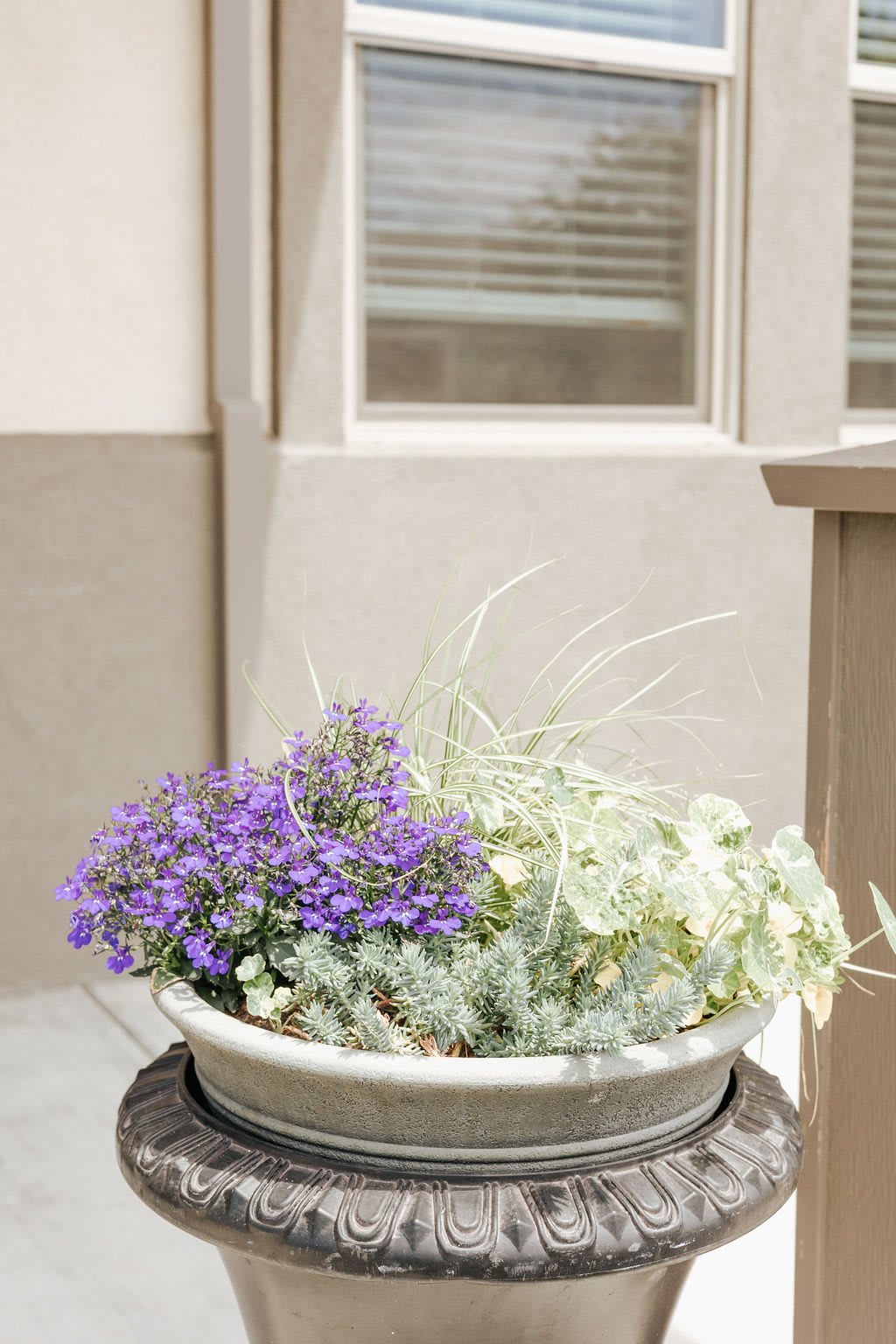 A decorative potted plant with purple flowers and green foliage basking in the sunlight outside a building.