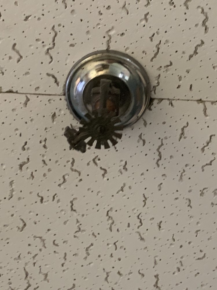 A wasp nest attached to a ceiling sprinkler.