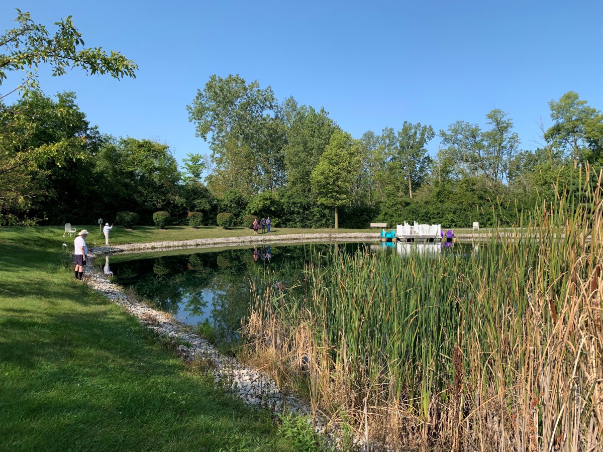 A serene pond surrounded by reeds and lush green trees on a clear day.