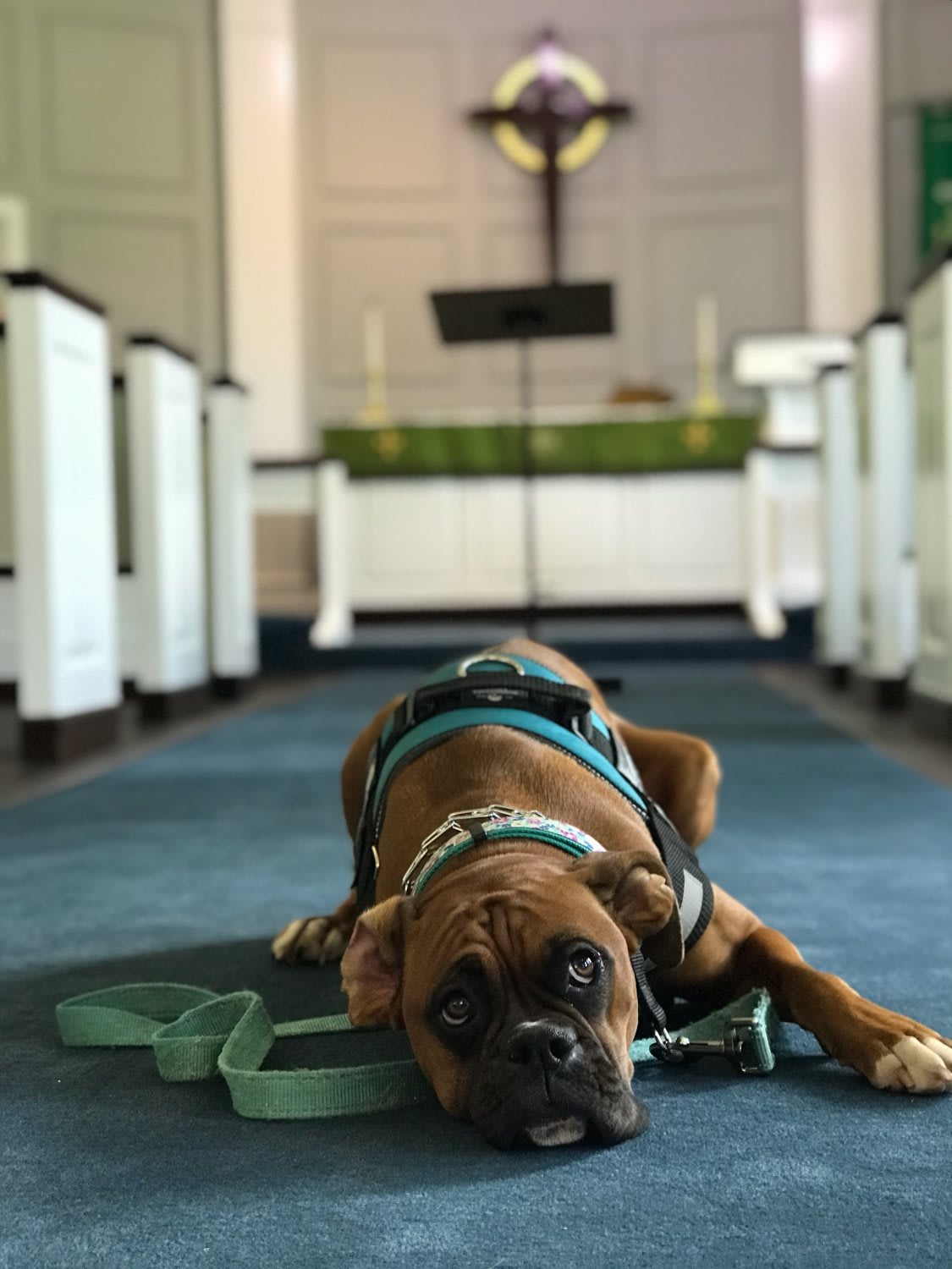 A relaxed dog lying on the floor in a church aisle.