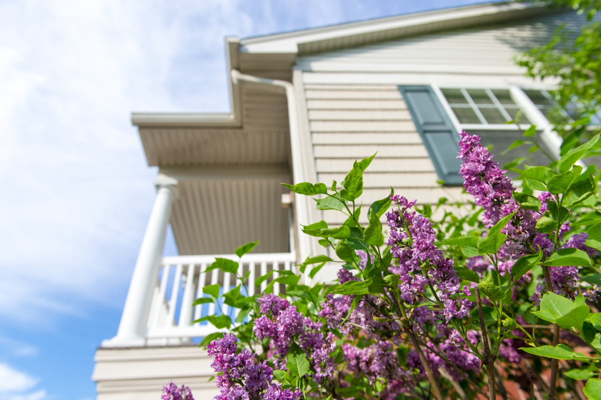 A view of a house exterior with blooming purple flowers in the foreground.