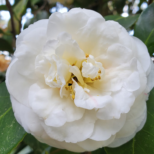 Camellia Manor