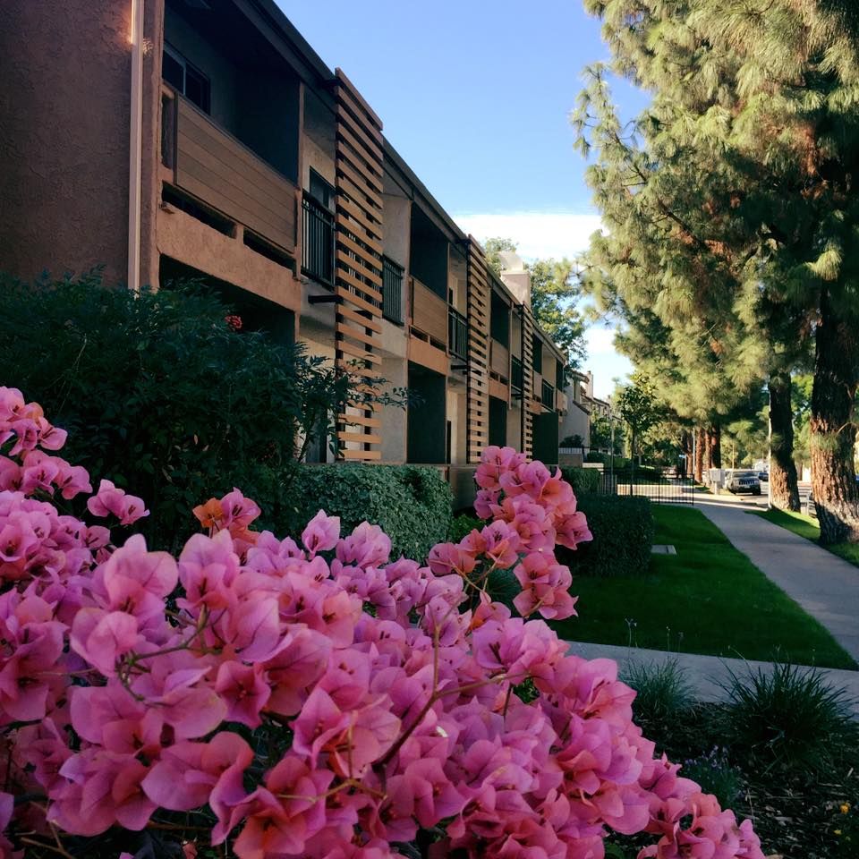 A vibrant scene of pink flowers lining the walkway near apartment buildings under a clear blue sky.
