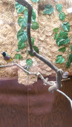 A vibrant bird perched on a branch amidst lush greenery.