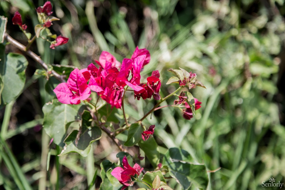 A vibrant pink bougainvillea in full bloom against a lush, green backdrop.