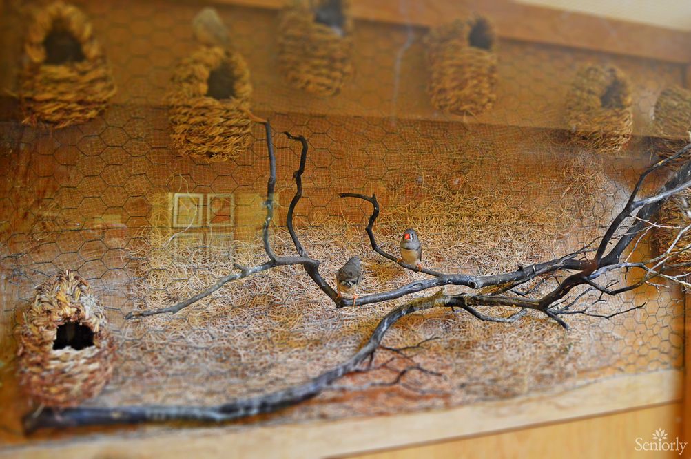 A painting depicting birds on a branch with nests in a natural setting.