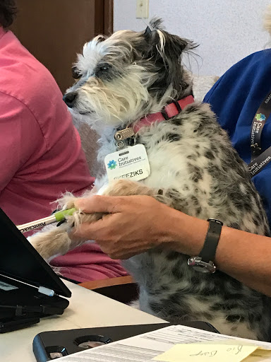 A dog with a name tag sitting beside a person, seemingly engaged in an office setting.