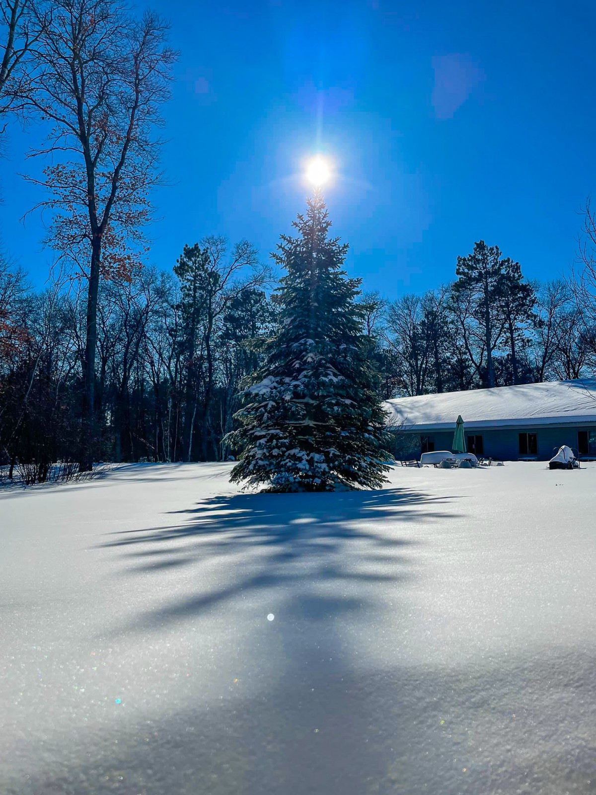 A snowy winter landscape with a sunlit tree casting long shadows near a house.