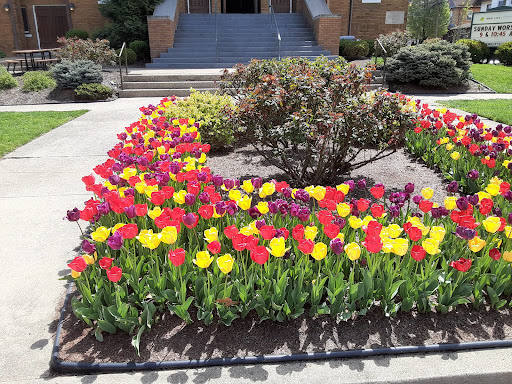 A vibrant display of colorful tulips in a garden setting.