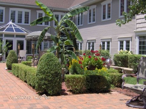 A beautiful garden with a variety of plants and a banana tree in an outdoor patio area.