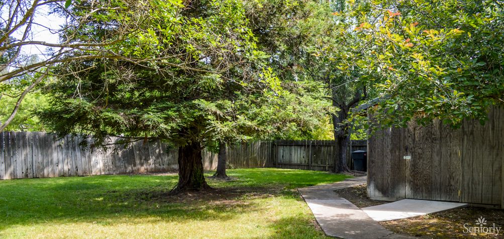 A serene backyard with a large tree, grassy lawn, and a stone pathway leading through the garden.