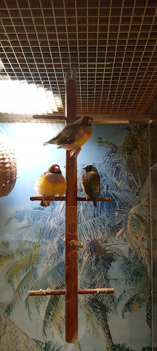 A vibrant trio of birds perched together in their enclosure.