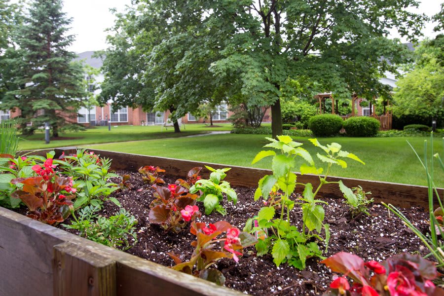 A vibrant garden with a variety of plants and flowers, set in an urban landscape.