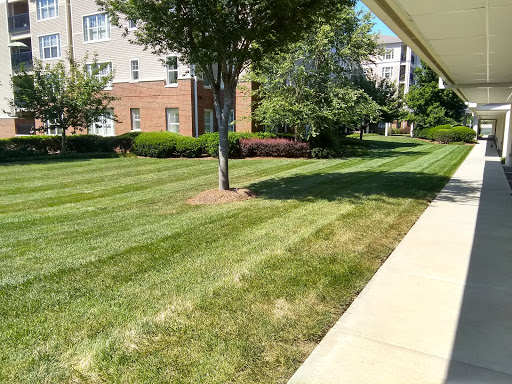 A well-maintained lawn with neatly trimmed grass and trees, creating a pleasant outdoor space.