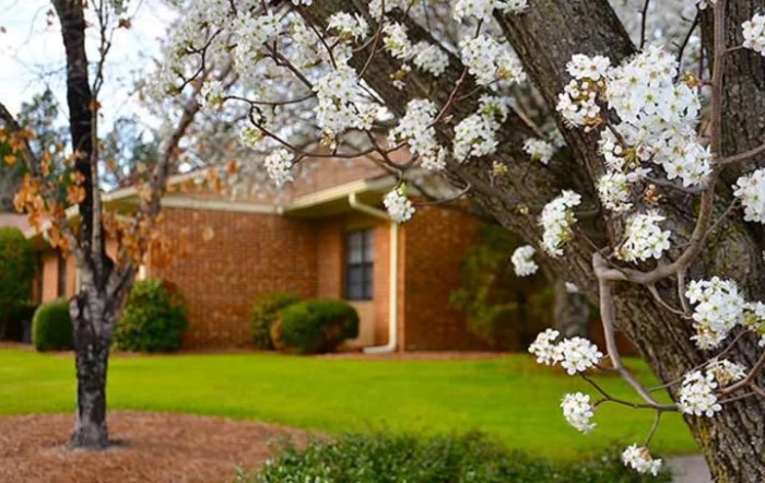 A blooming tree with white flowers in front of a brick house, signaling the arrival of spring.