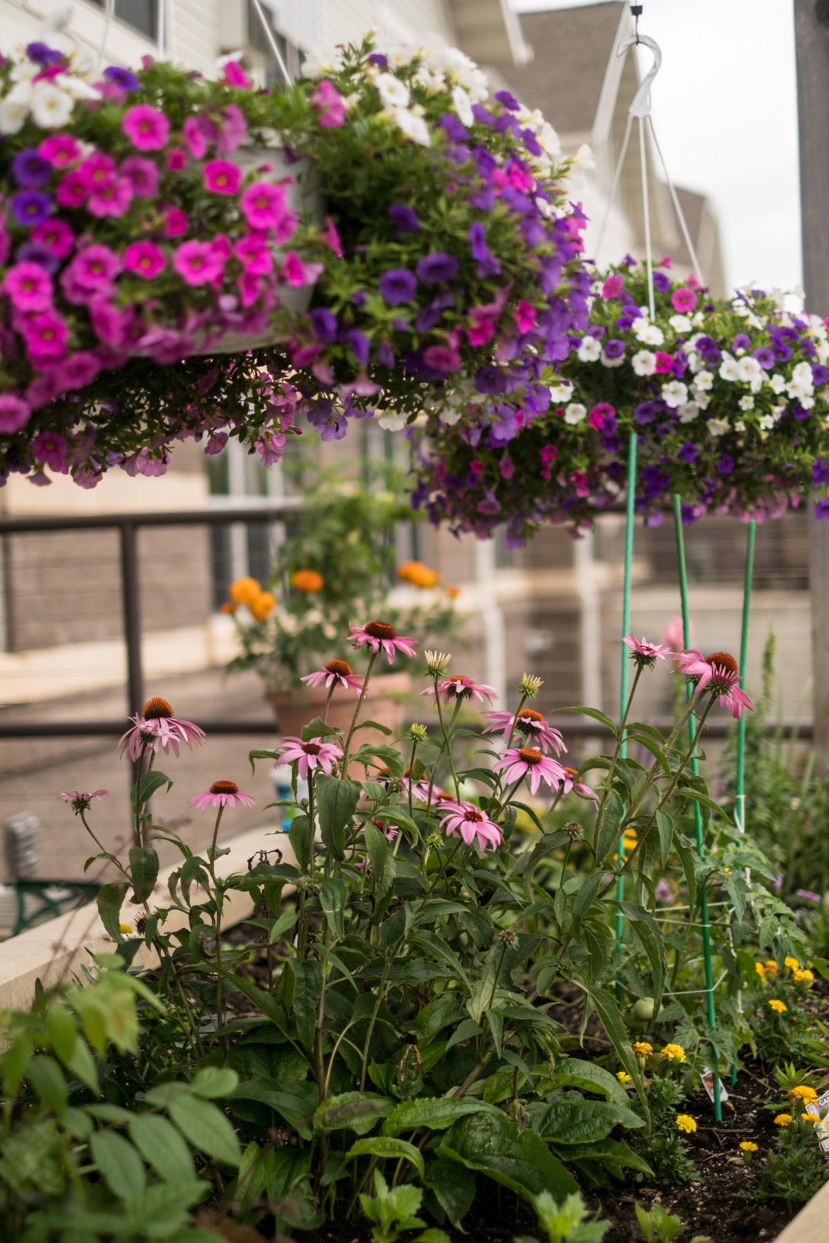 A vibrant balcony garden with hanging baskets and blooming pink and purple flowers.