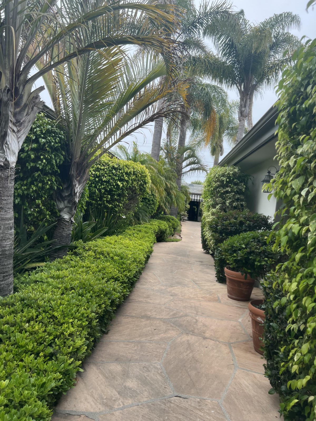 A lush garden pathway surrounded by vibrant greenery and palm trees.