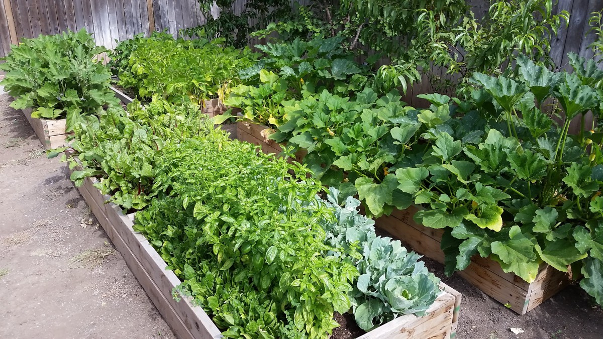 A lush vegetable garden with raised beds filled with herbs and leafy greens.