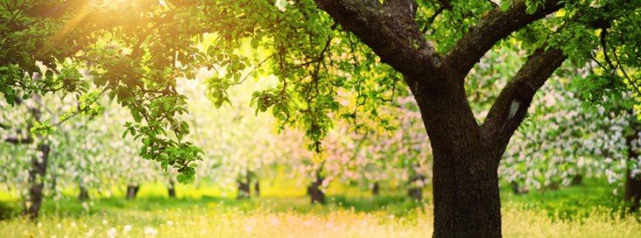 A serene spring landscape with sunlight filtering through a blossoming tree.